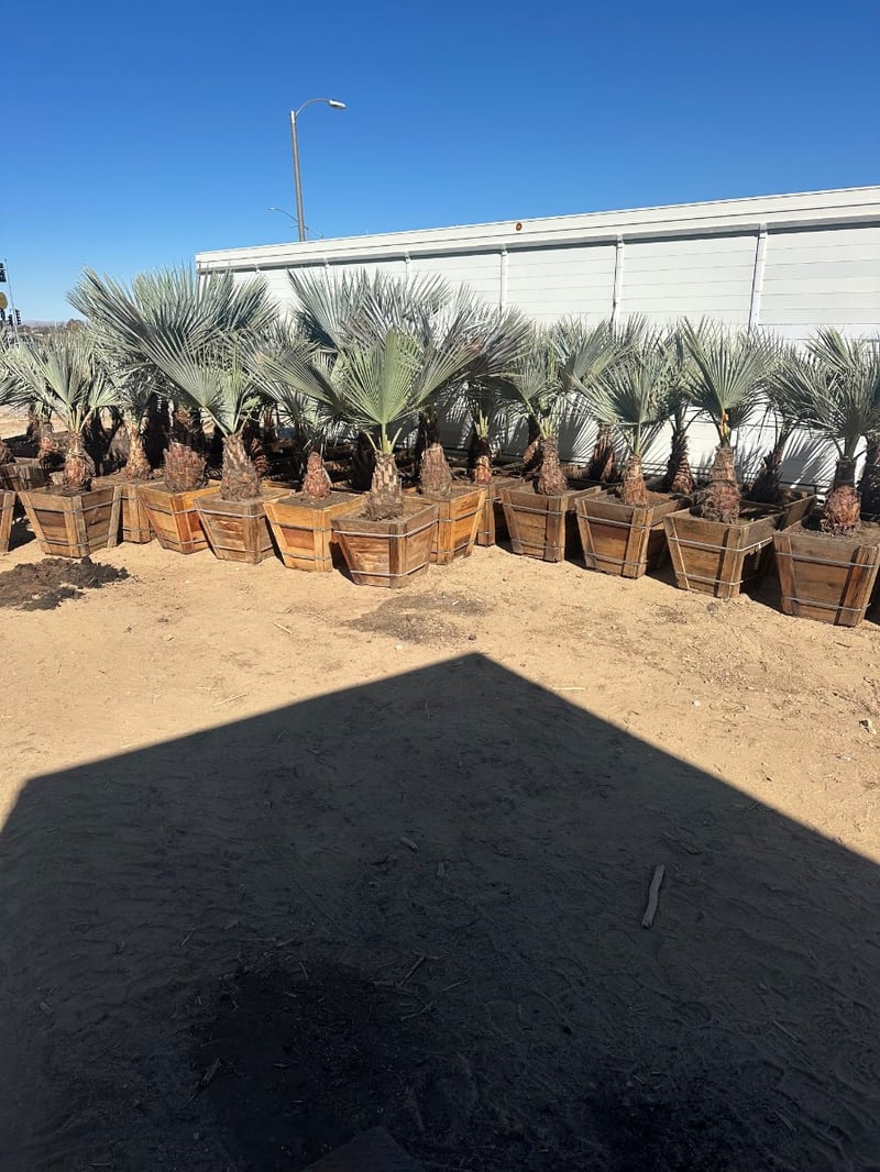 Photo for Brahea armata (Blue Hesper Palm, Mexican Blue Palm)