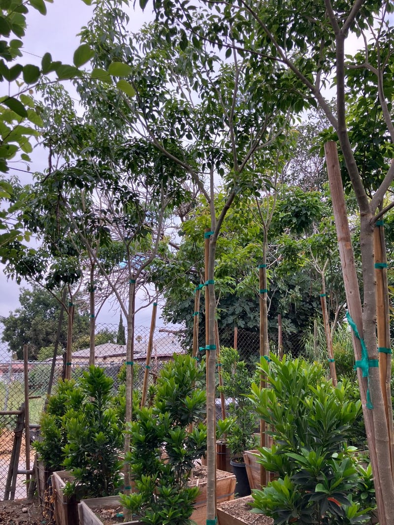 Photo for Tabebuia heterophylla (Pink Trumpet Tree)