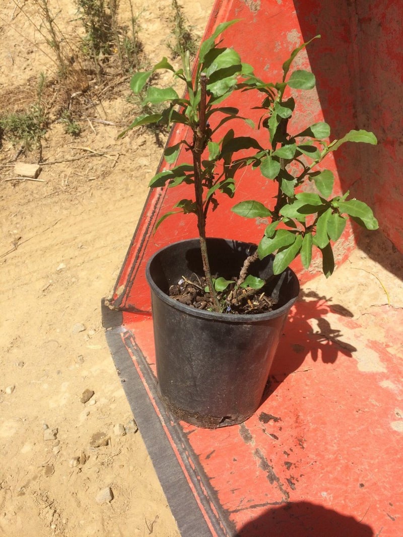 Photo for Plumbago auriculata (Cape Plumbago)