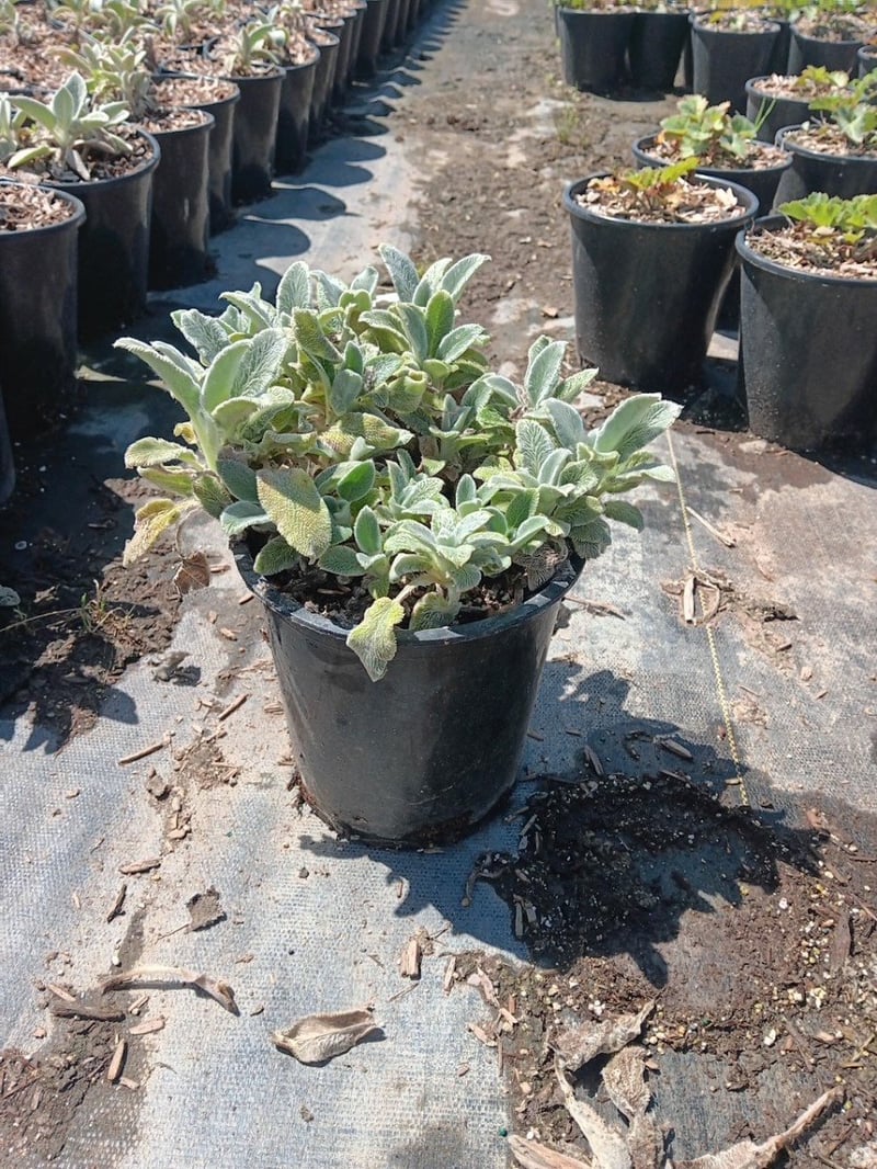 Photo for Stachys byzantina 'Silver Carpet' (Silver Carpet Lamb's Ears)