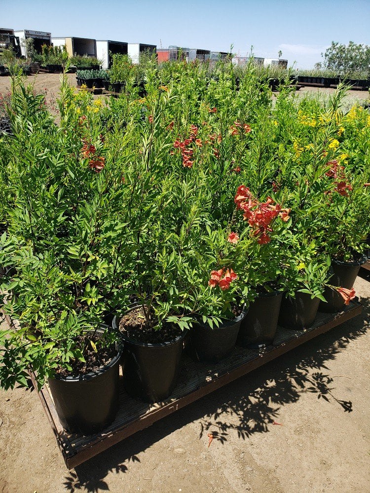 Photo for Tecoma x Crimson Flare (Crimson Flare Esperanza)
