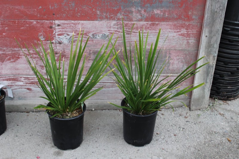 Photo for Dianella tasmanica 'Tasred' (Tasred Flax Lily)