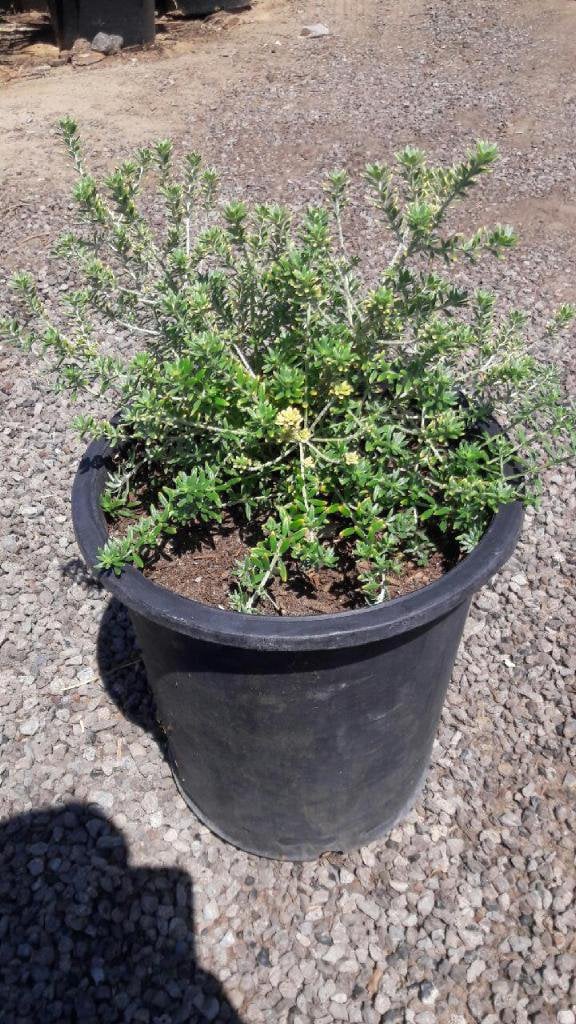 Photo for Westringia 'Wynyabbie Gem' (Wynyabbie Gem Coast Rosemary)