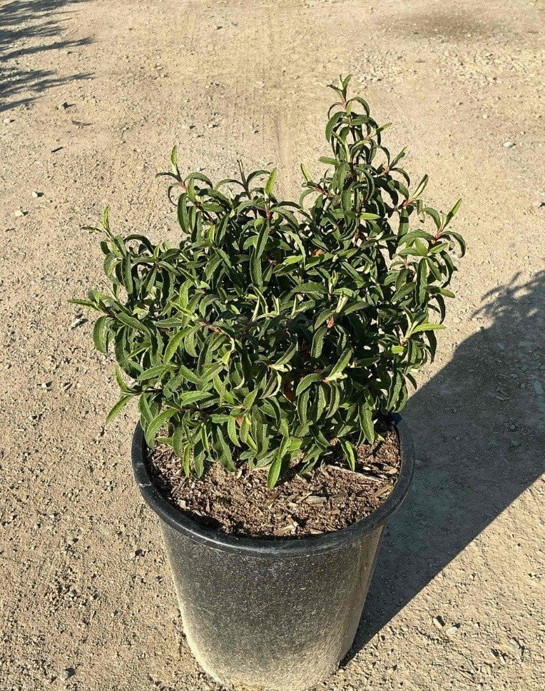 Photo for Cistus x purpureus (Orchid Rockrose)