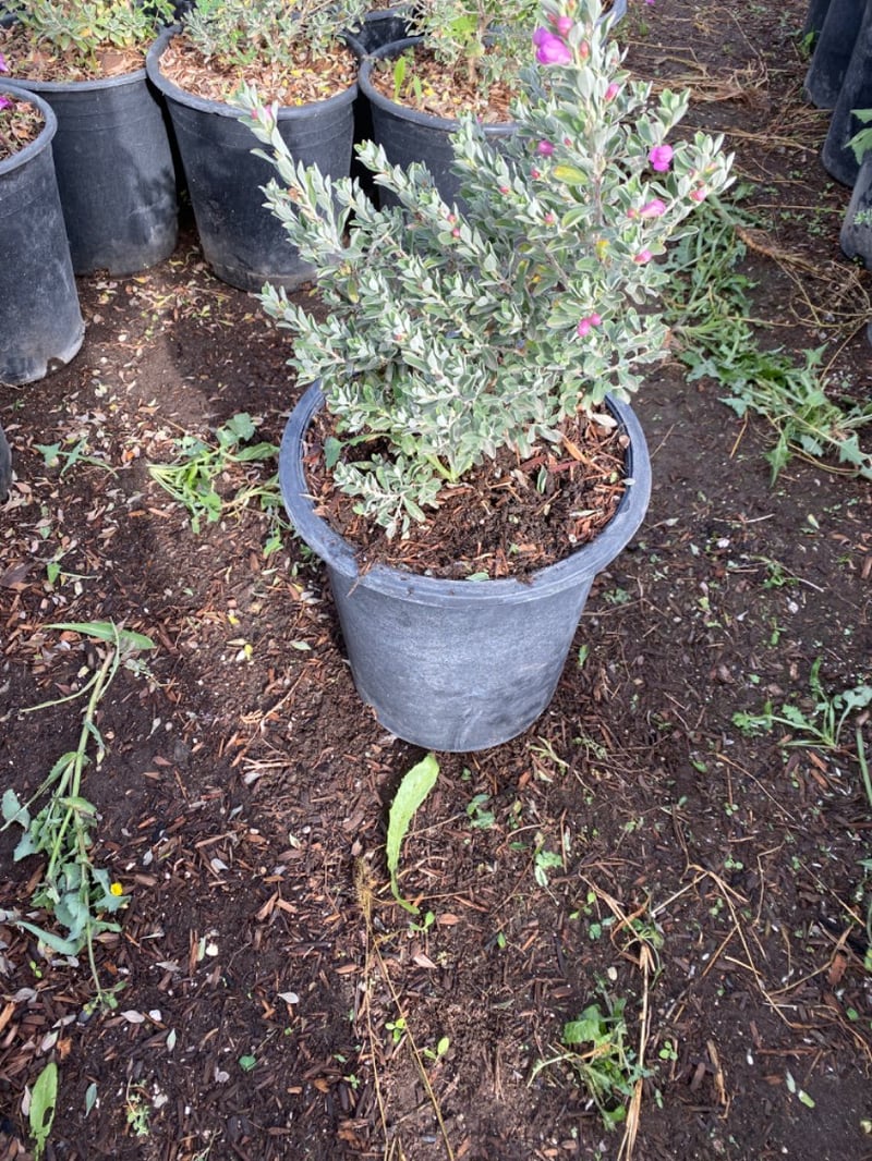 Photo for Leucophyllum langmaniae 'Lynn's Legacy' (Lynn's Legacy Texas Ranger)