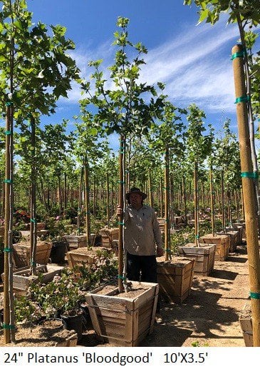Photo for Platanus acerifolia 'Bloodgood' (Bloodgood London Plane Tree)