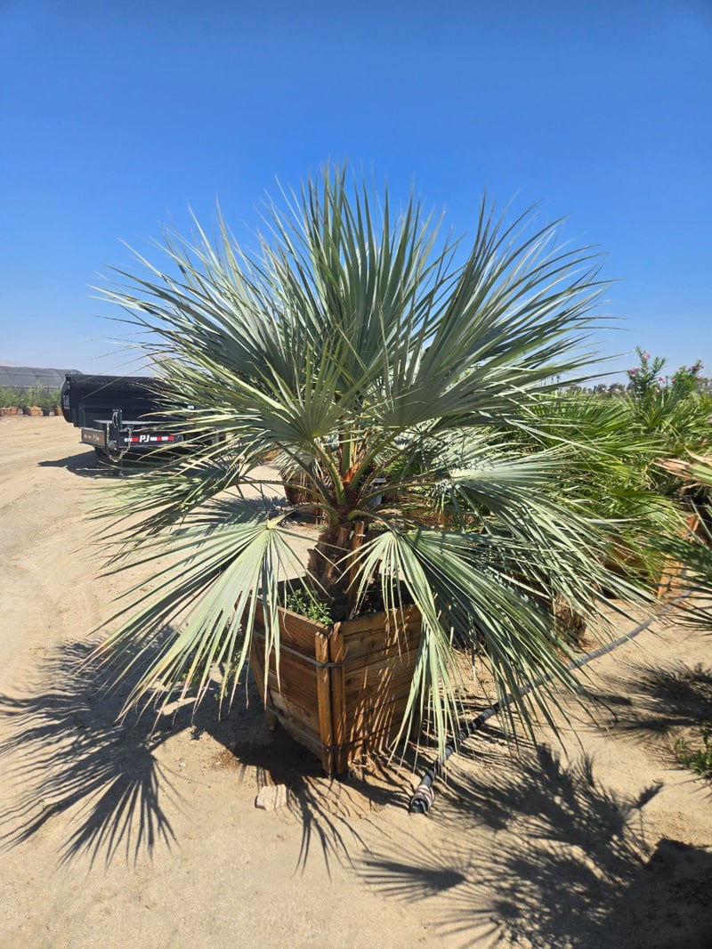 Photo for Brahea armata (Blue Hesper Palm, Mexican Blue Palm)