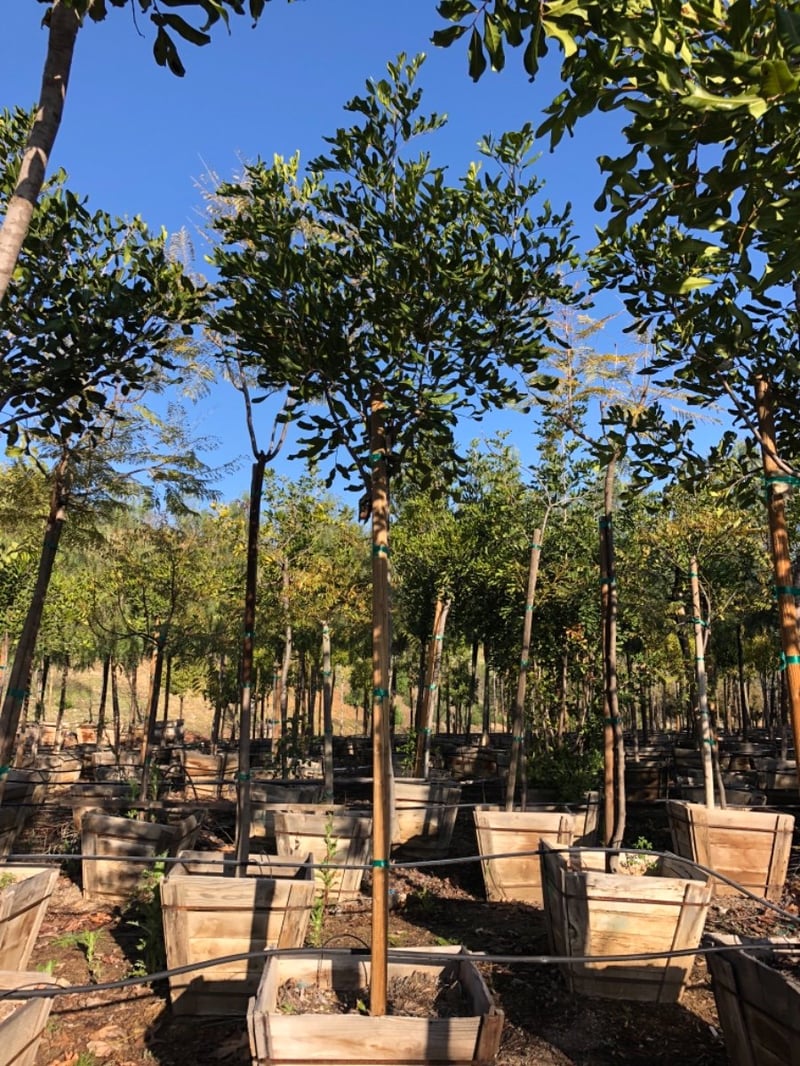 Photo for Cupaniopsis anacardioides (Carrotwood)