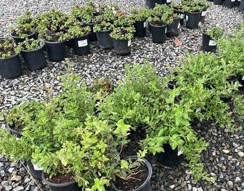 Photo for Galvezia speciosa (Island Snapdragon)