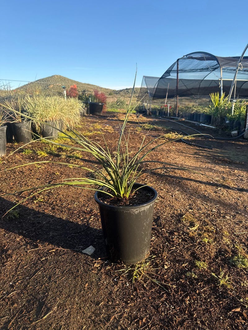 Photo for Hesperaloe parviflora (Red Yucca)
