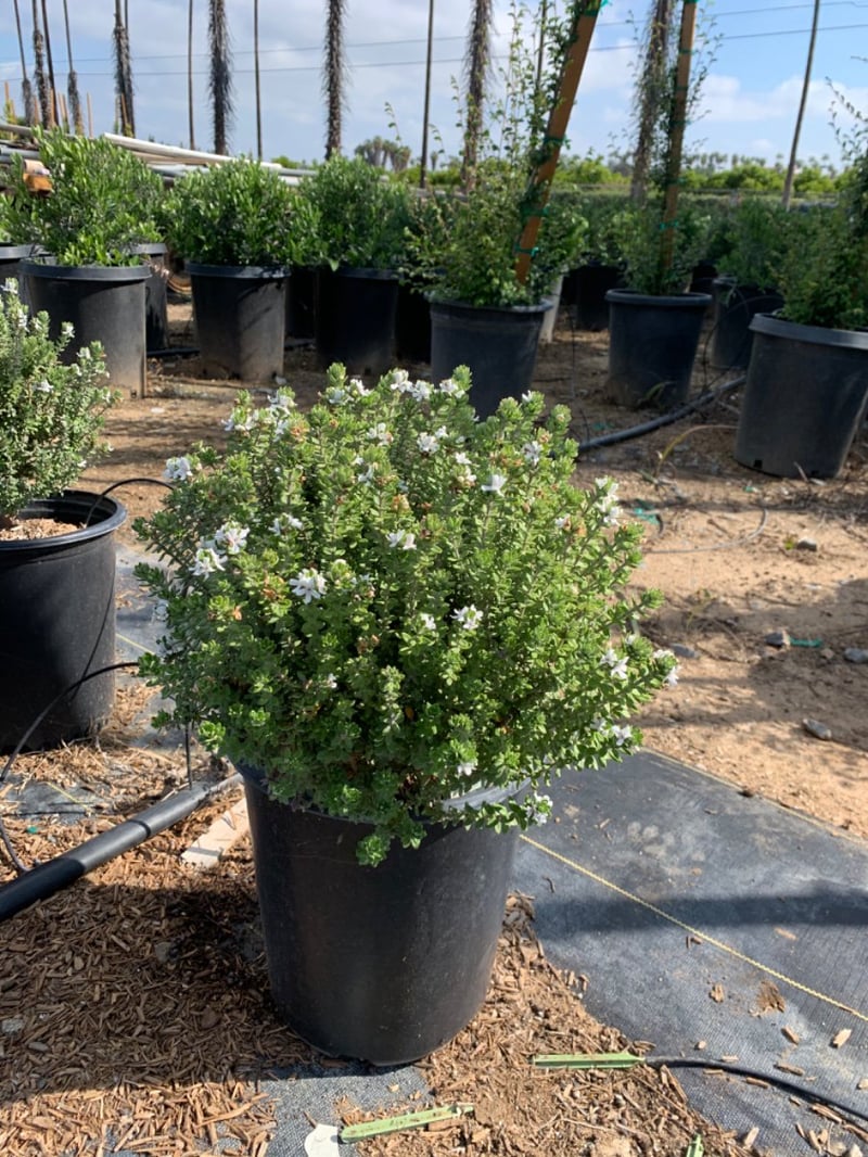 Photo for Westringia fruticosa 'Grey Box' (Grey Box Dwarf Coast Rosemary)