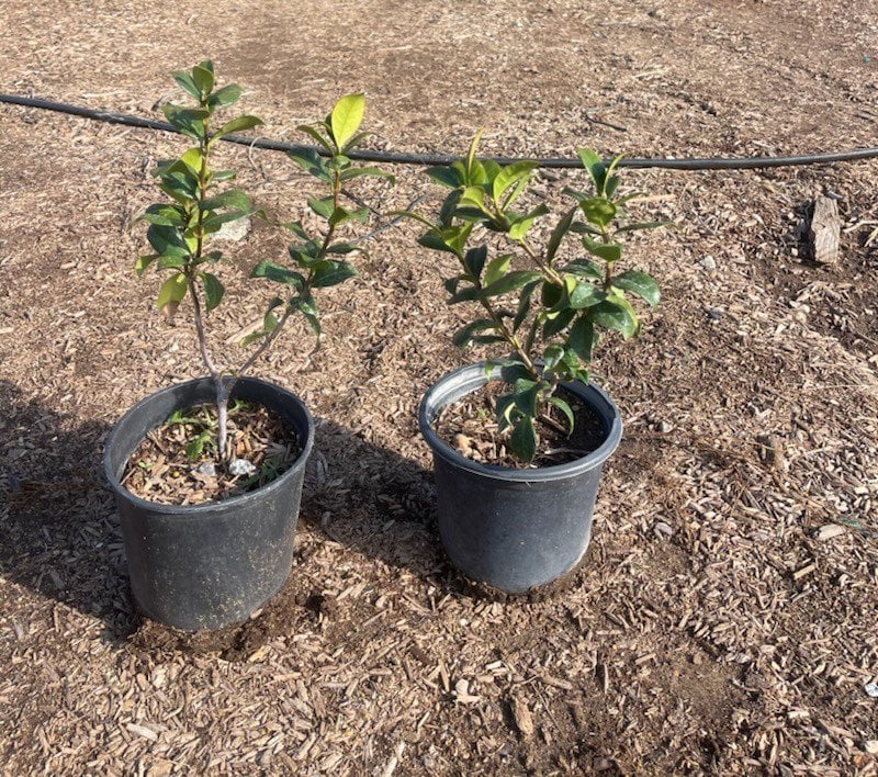 Photo for Trachelospermum jasminoides (Star Jasmine)