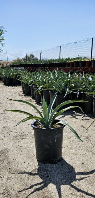 Photo for Agave tequilana (Blue Tequila Agave)