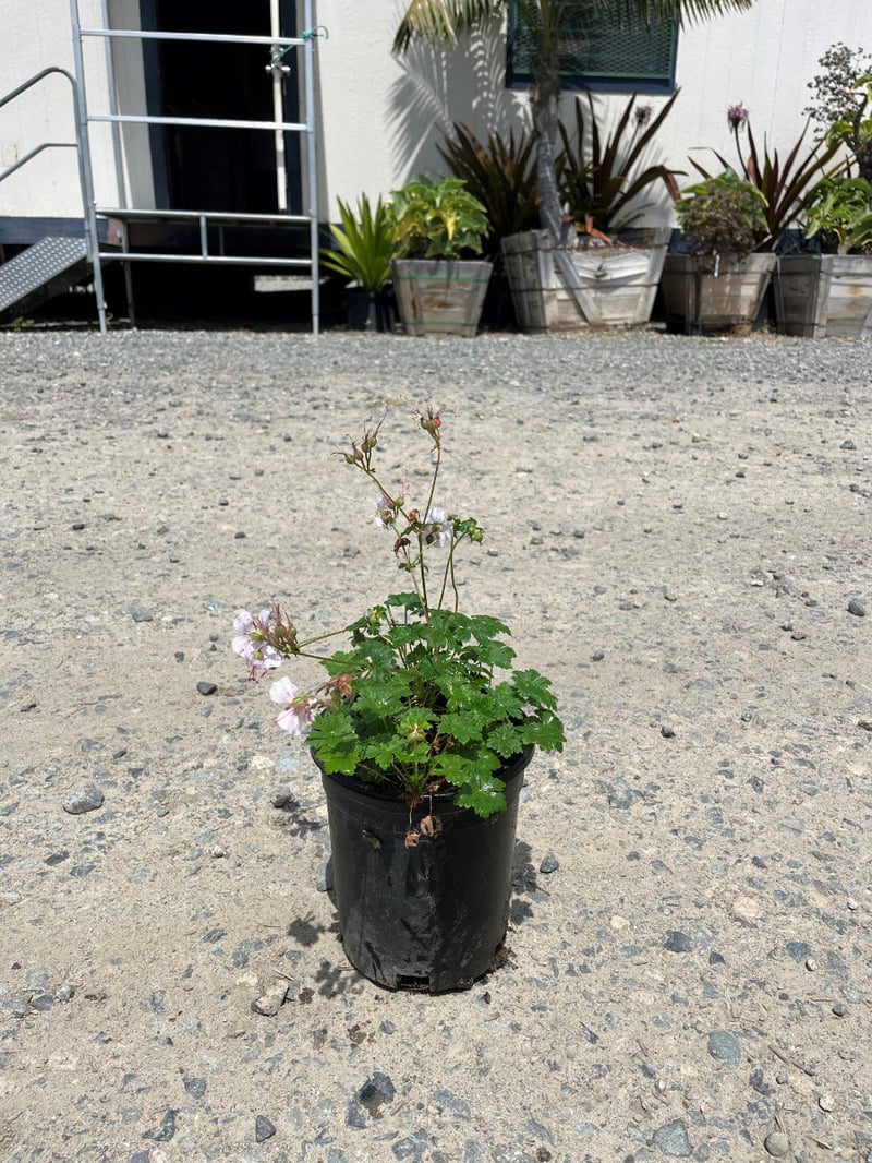Photo for Geranium x cantabrigiense 'Biokovo' (Biokovo Cranesbill )
