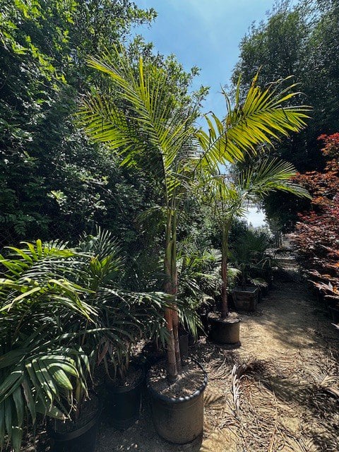 Photo for Archontophoenix cunninghamiana (King Palm)