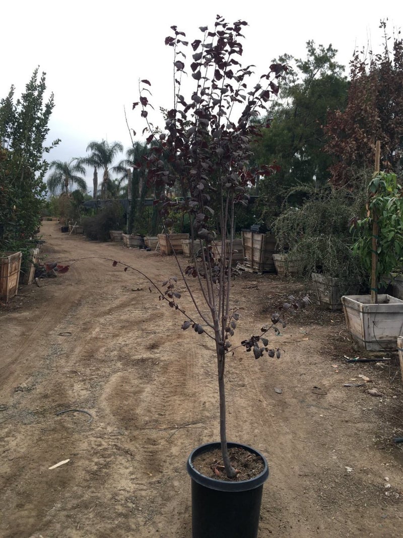 Photo for Prunus cerasifera 'Atropurpurea' (Purple-Leaf Cherry Plum)