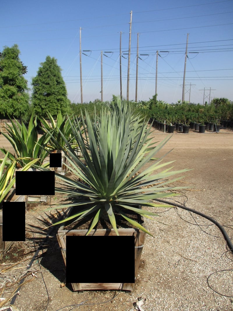 Photo for Dracaena draco (Dragon Tree)