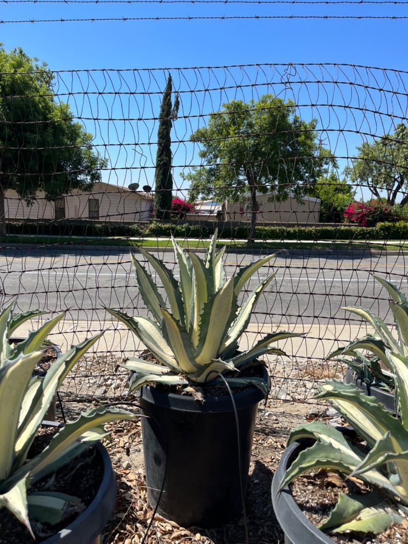 Photo for Agave americana var. 'Mediopicta Alba' (White Striped Century Plant)