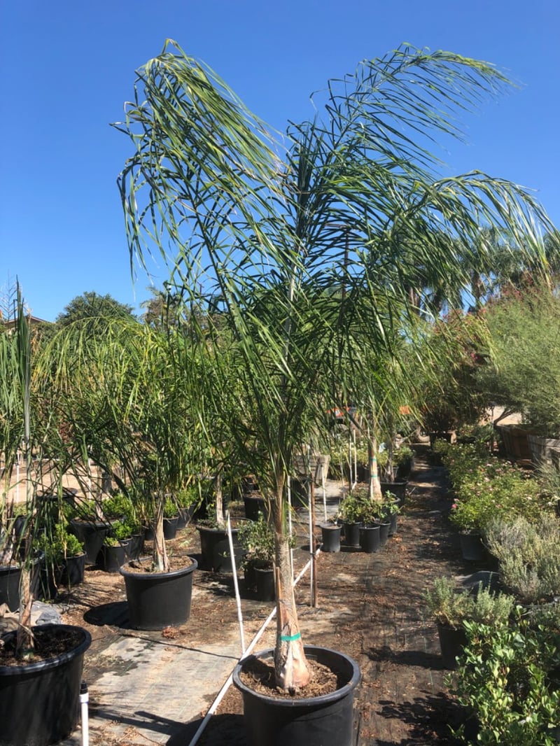 Photo for Arecastrum Romanzoffianum (Multi) (Queen palm)