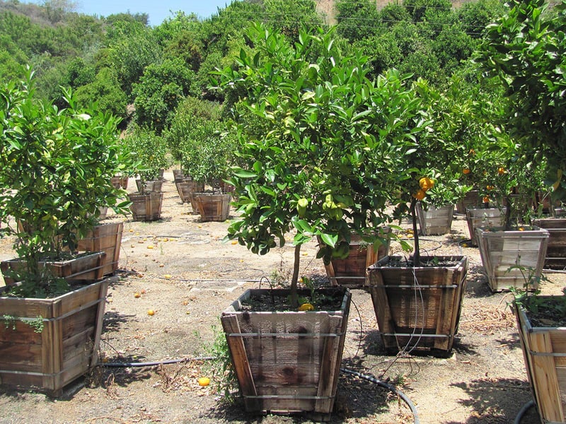 Photo for Citrus Lime 'Bears' (Bearss Lime)