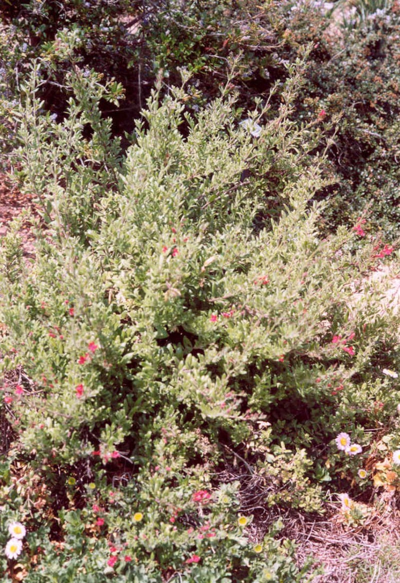 Photo for Gambelia speciosa 'Firecracker' (Firecracker Showy Island Snapdragon)