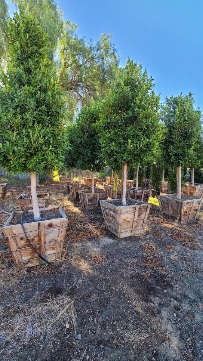 Photo for Ficus microcarpa nitida (retusa) - (Standard) (Indian Laurel)