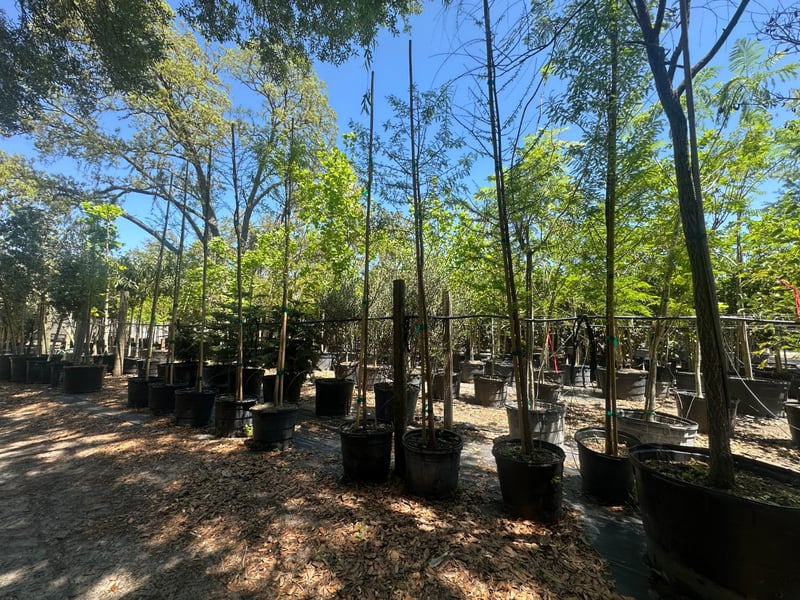 Photo for Taxodium distichum (Bald Cypress)