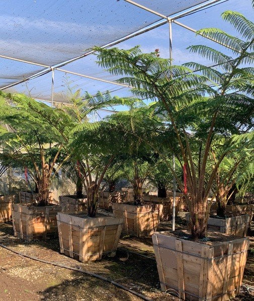 Photo for Cyathea cooperi (Australian Tree Fern)