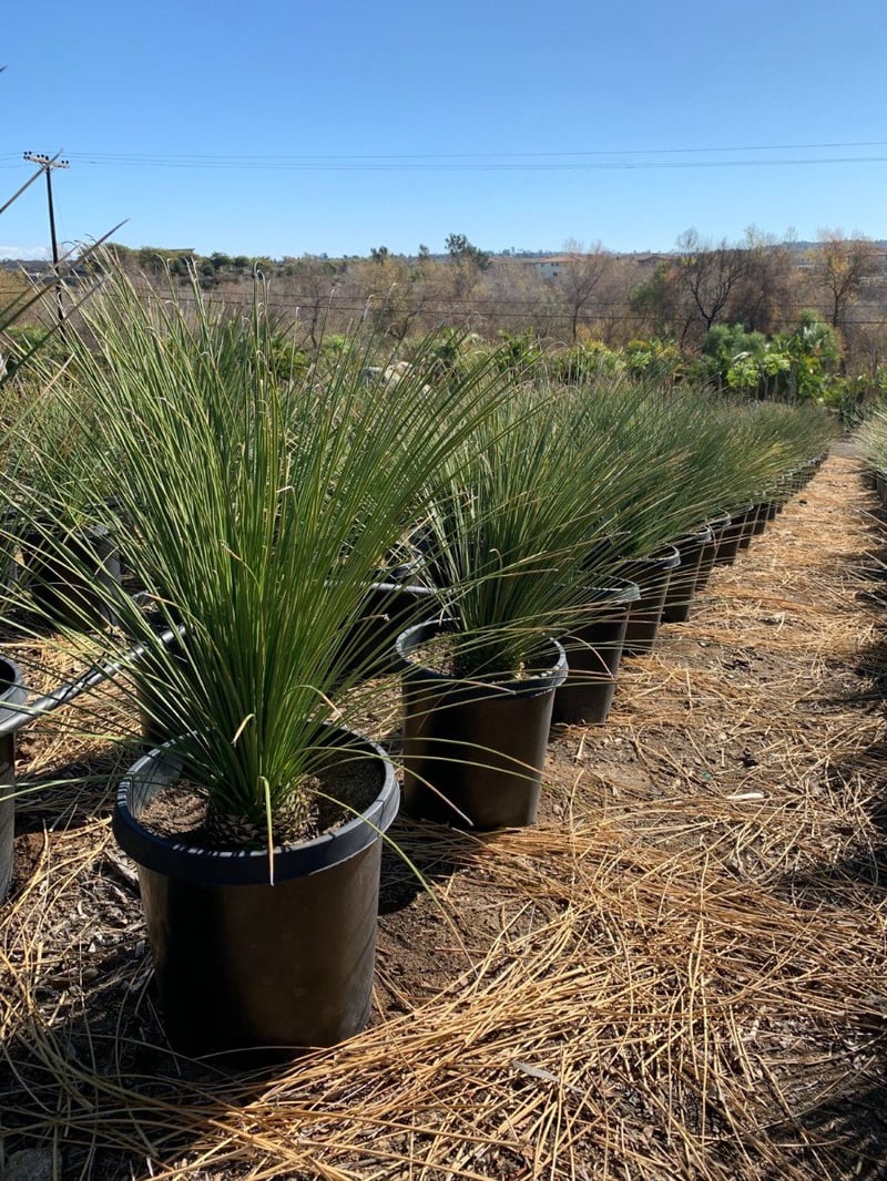 Photo for Dasylirion longissimum (Mexican Grass Tree)