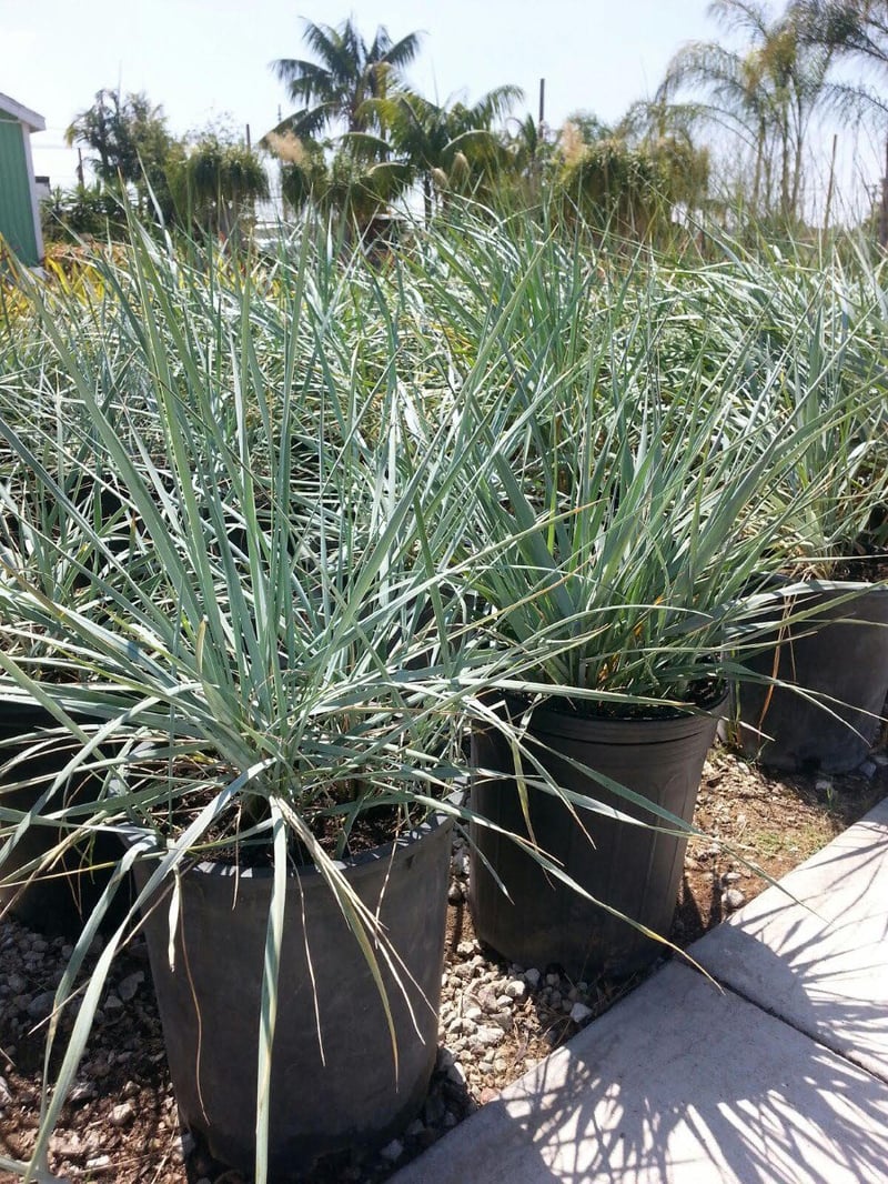 Photo for Leymus condensatus (Wild Rye)