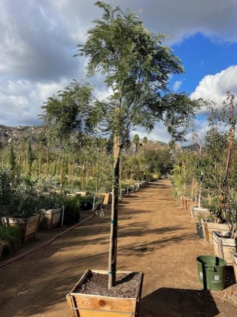 Photo for Agonis flexuosa (Peppermint Tree)