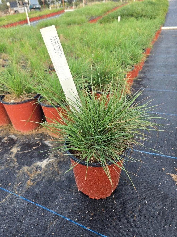 Photo for Koeleria macrantha (June Grass)