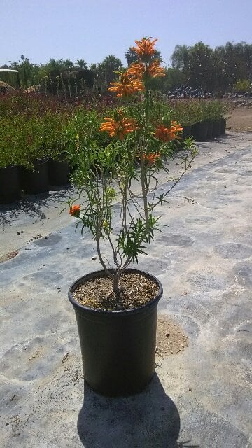 Photo for Leonotis leonurus (Lion's Tail)