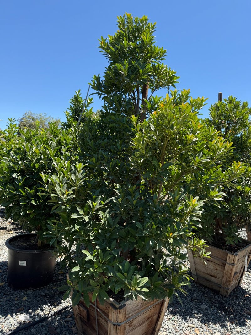 Photo for Elaeocarpus decipiens (Column) (Japanese Blueberry Tree)