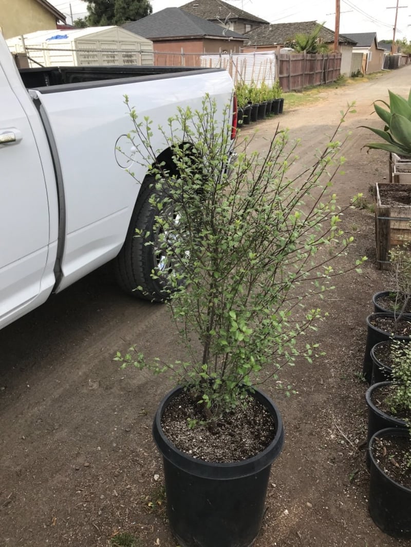 Photo for Pittosporum tenuifolium 'Silver Sheen' (Silver Sheen Kohuhu)