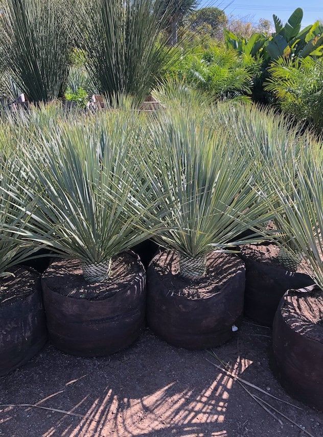 Photo for Yucca rostrata (Big Bend Yucca, Beaked Yucca)