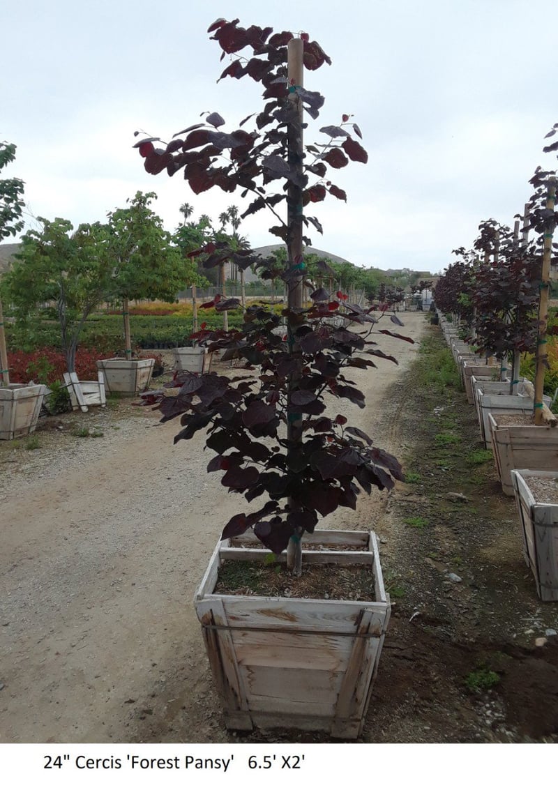 Photo for Cercis canadensis 'Forest Pansy' (Eastern Redbud 'Forest Pansy')