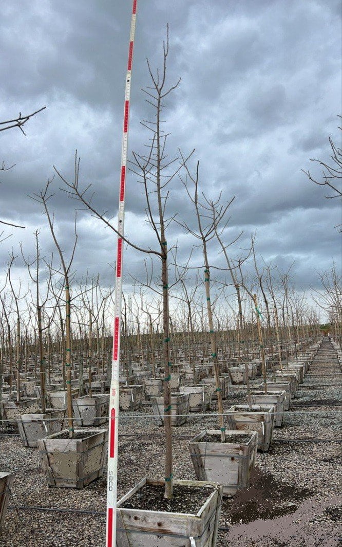 Photo for Pistacia chinensis (Standard) (Chinese Pistache)