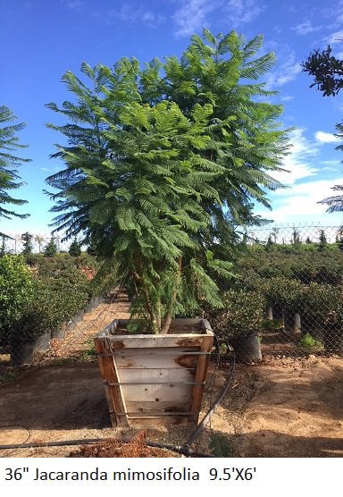 Photo for Jacaranda mimosifolia (Multi) (Jacaranda)