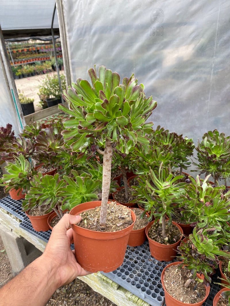 Photo for Aeonium arboreum 'Atropurpureum' (Purple Aeonium)