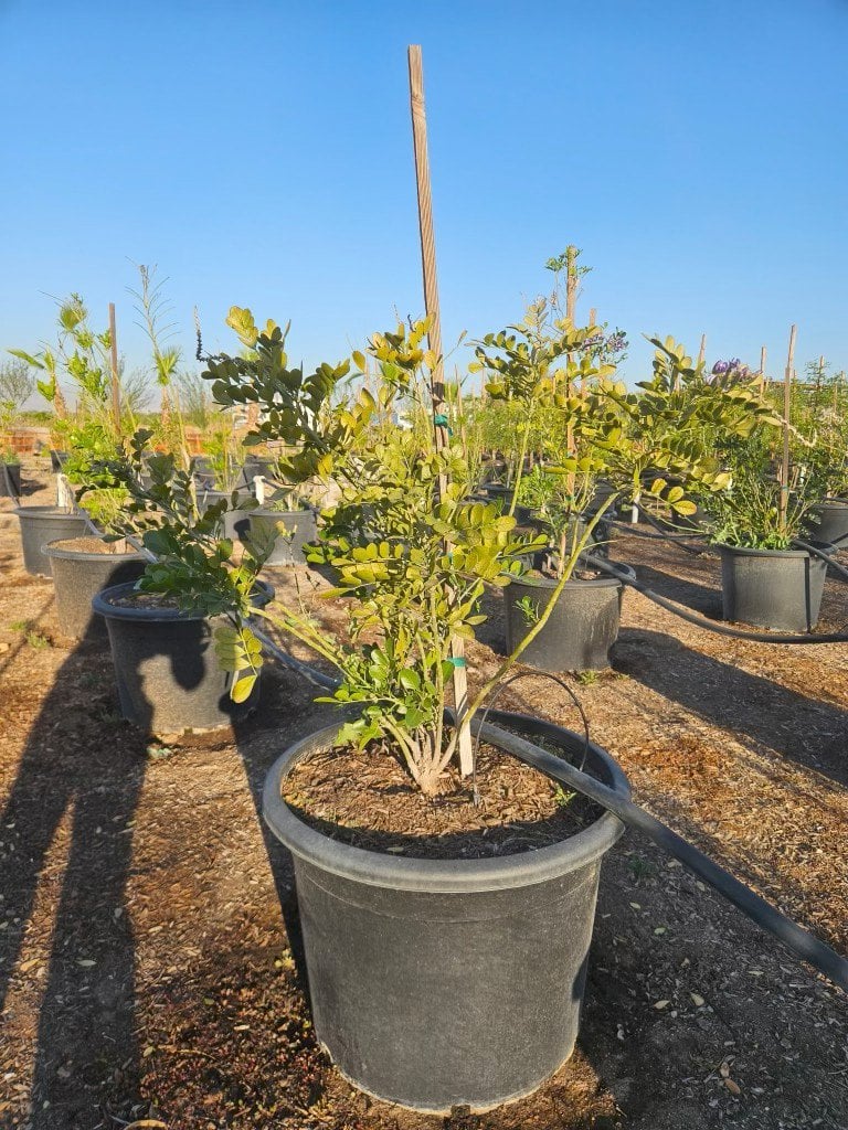 Photo for Dermatophyllum secundiflora (Sophora secundiflora) (Texas Mountain Laurel)