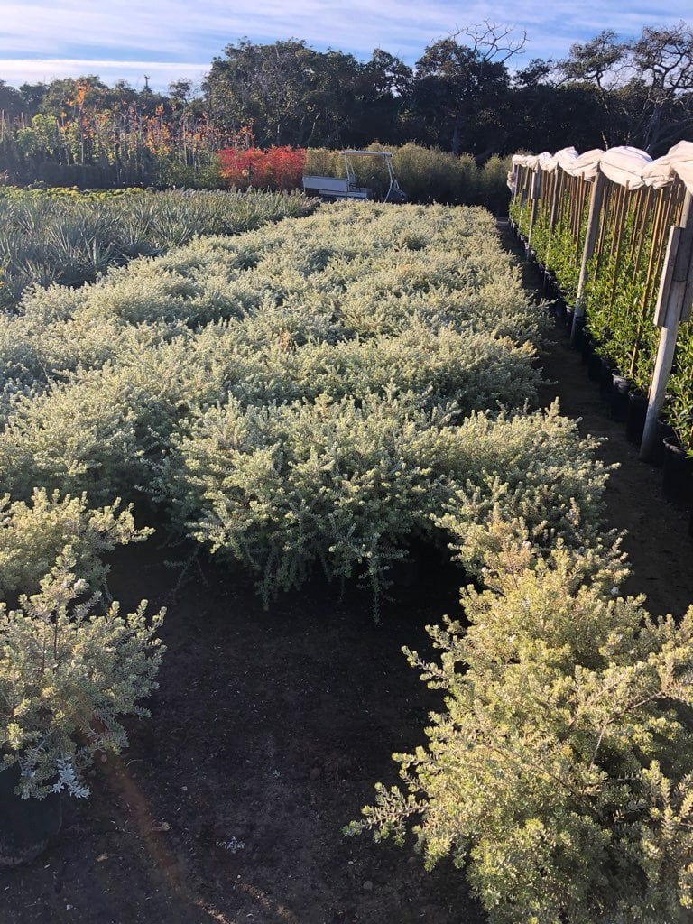 Photo for Westringia fruticosa 'Morning Light' (Morning Light Coast Rosemary)