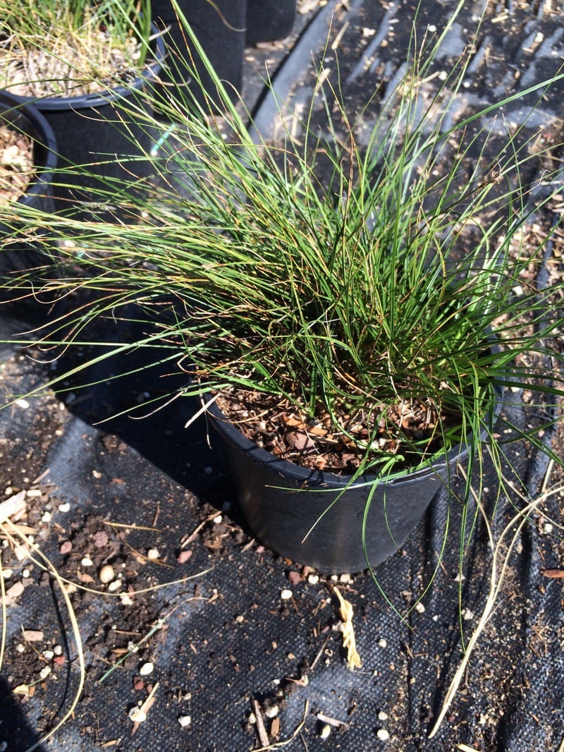 Photo for Carex pansa (California Meadow Sedge)