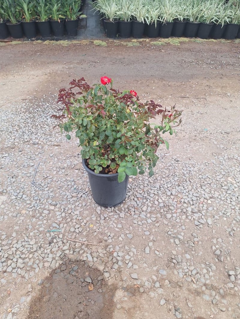 Photo for Rosa iceberg (Red) (Red Iceberg Rose)