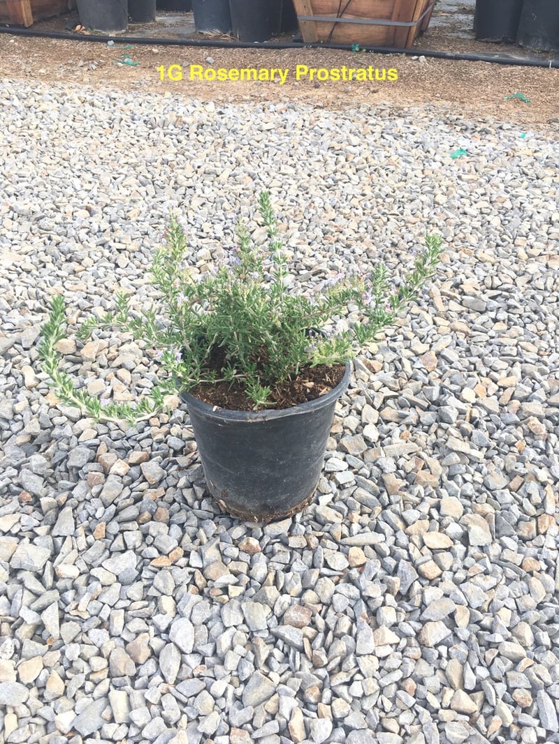 Photo for Rosmarinus officinalis 'Prostratus' (Trailing Rosemary)