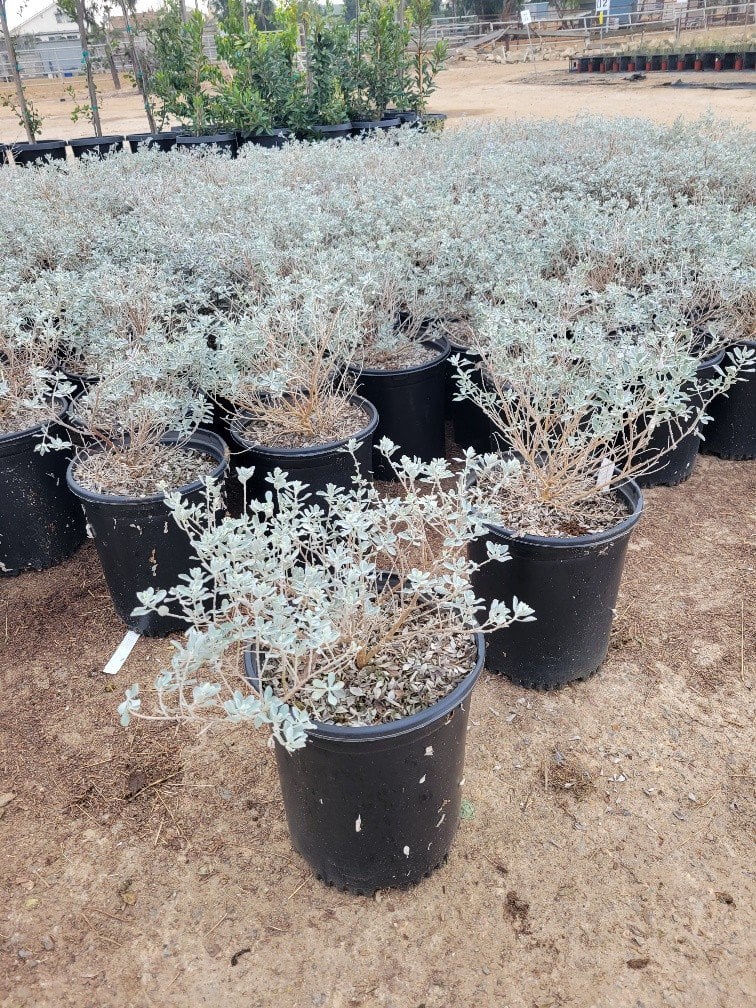 Photo for Leucophyllum candidum 'Thundercloud' (Thundercloud Texas Ranger)