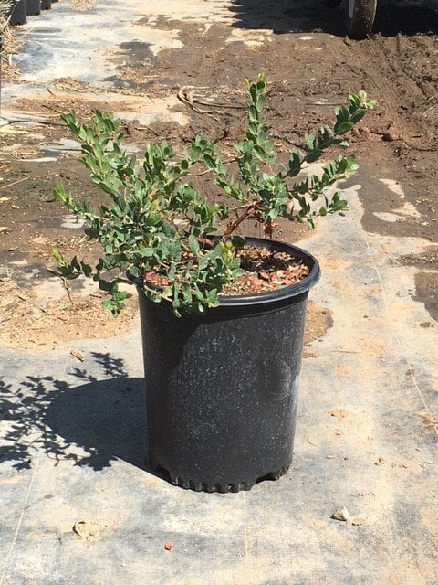 Photo for Arctostaphylos ‘Pacific Mist’ (Pacific Mist Manzanita)