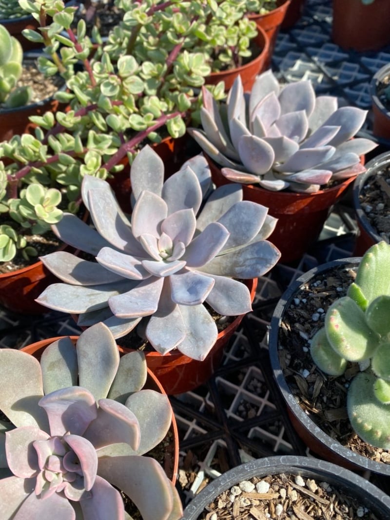 Photo for Echeveria (Mixed) (Assorted Echeveria)