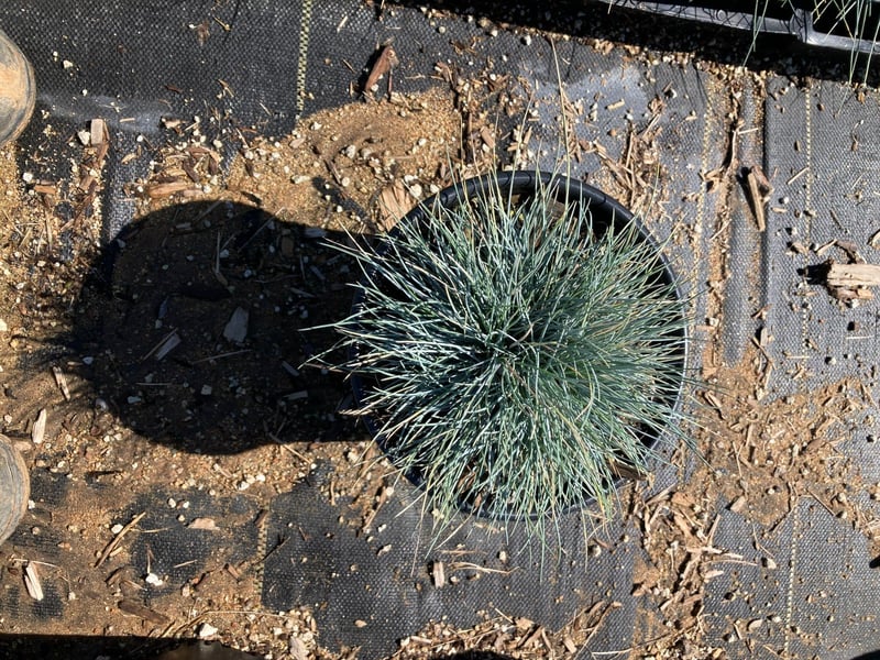 Photo for Festuca glauca (Blue Fescue)