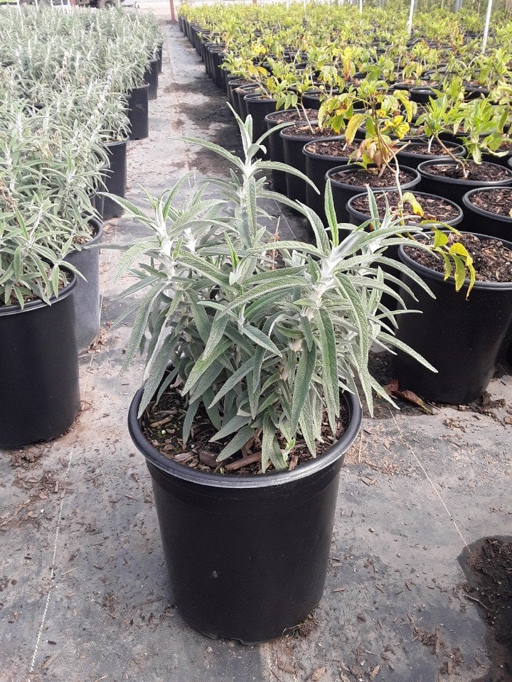 Photo for Salvia leucantha ‘Santa Barbara’ (Santa Barbara Sage)